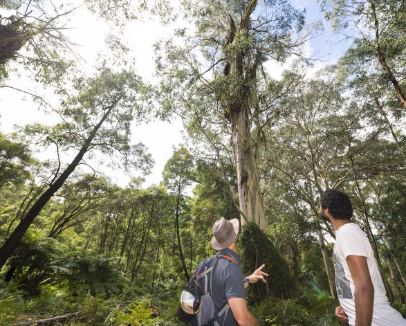Endeavour Fern Gully