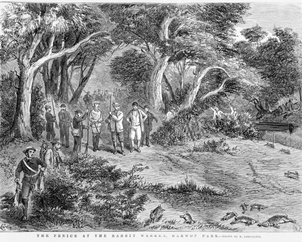 Royal Rabbit Shooting