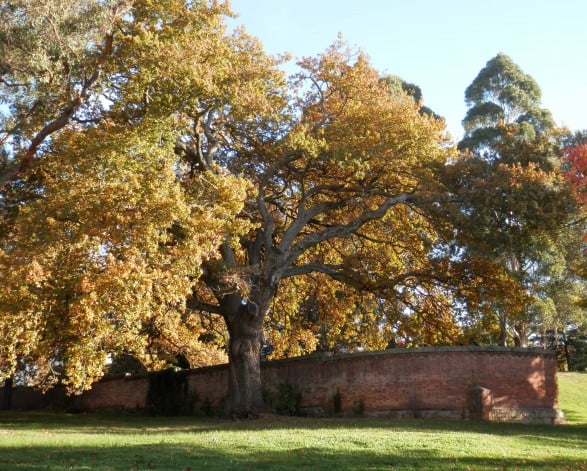 Significant Trees 