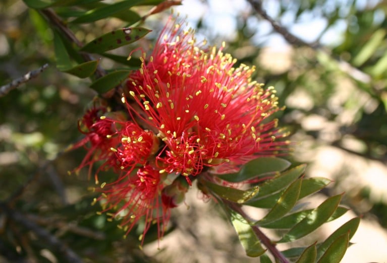 Nurragi Reserve gallery image