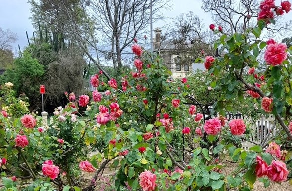 Roses at Grossmann House