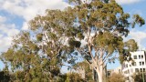 image thumbnail