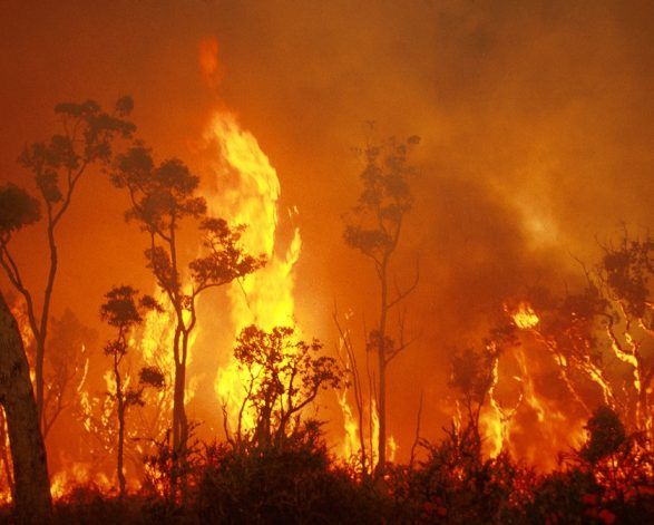 Bushfire