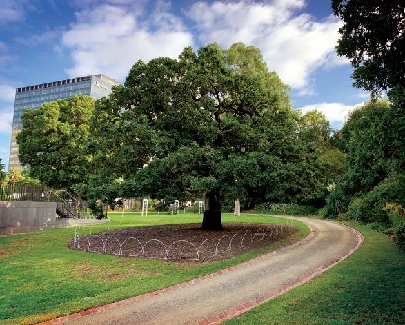 Algerian Oak