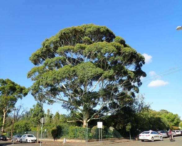 Flooded Gum