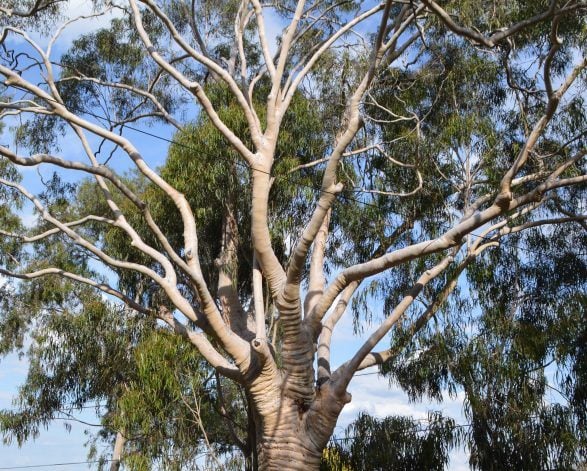 Lemon-scented Gum