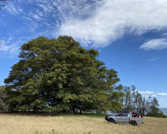Moreton Bay Fig