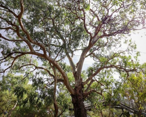 River Red Gum