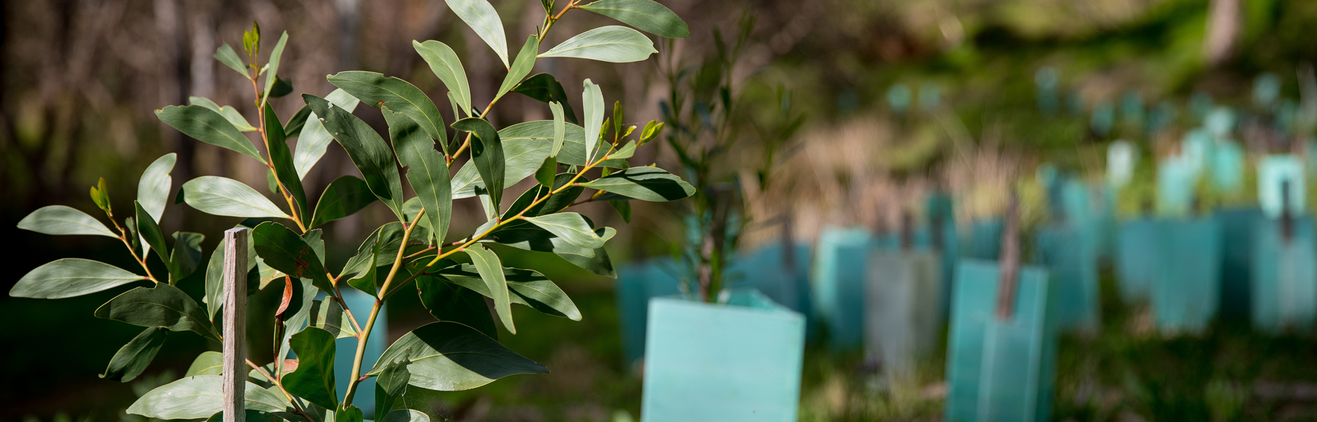 National Trust Bushland Management