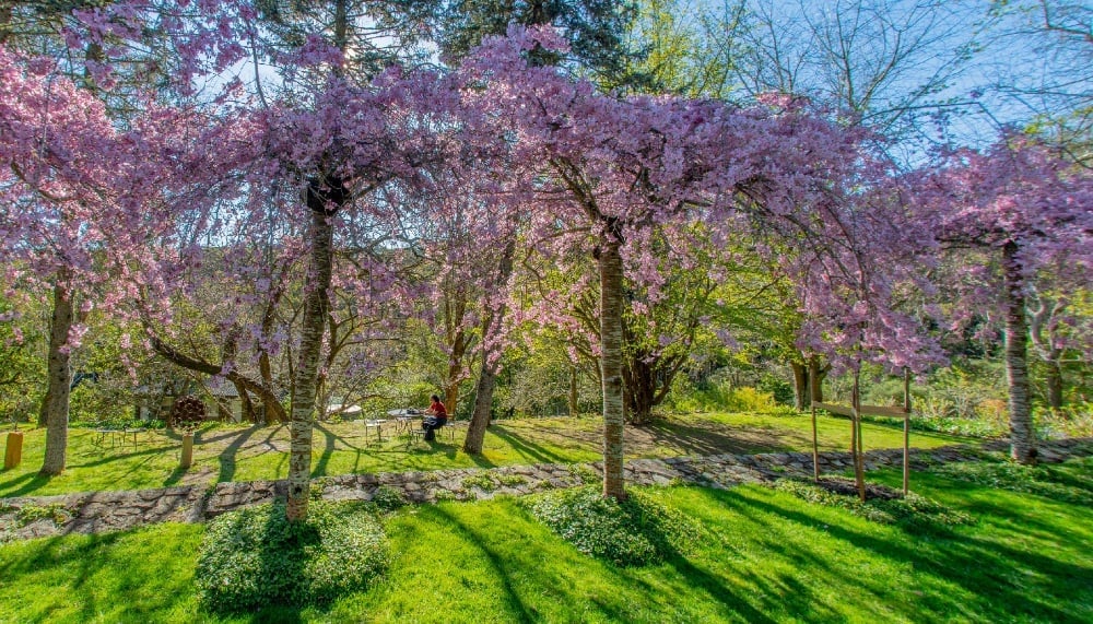 Cherry Blossoms