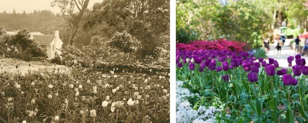 Everglades Gardens tulips