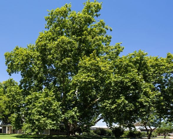 Victorian Tree of the Year