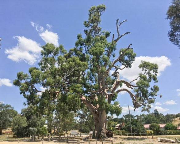 2023 Tree of the Year