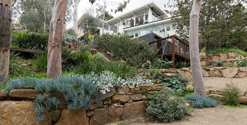 Native plants surrounding a house