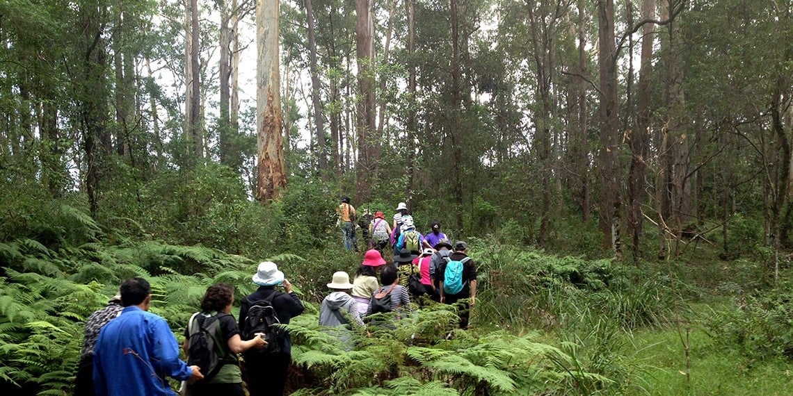 Sheldon Forest, Turramurra