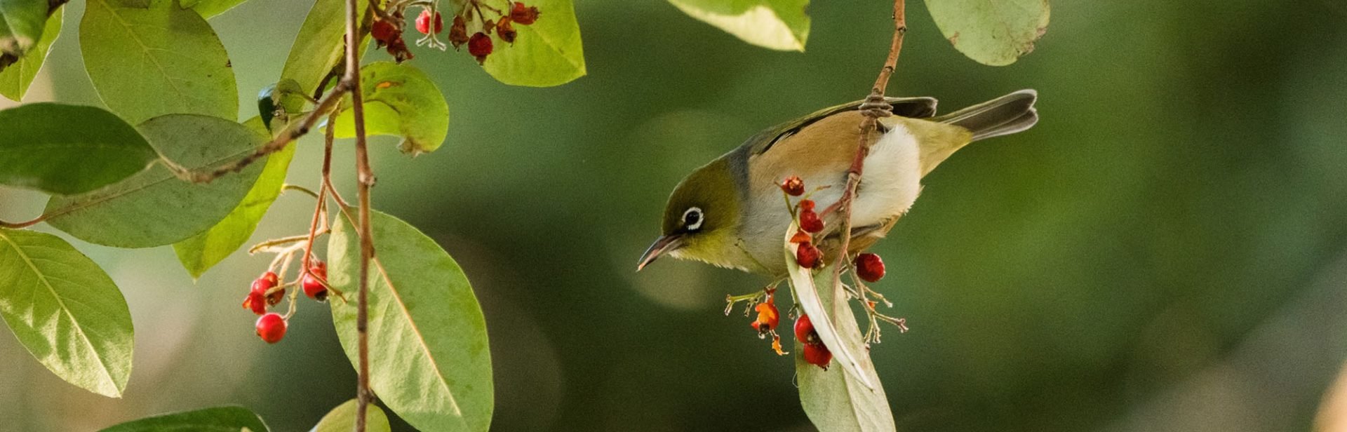 Silvereye