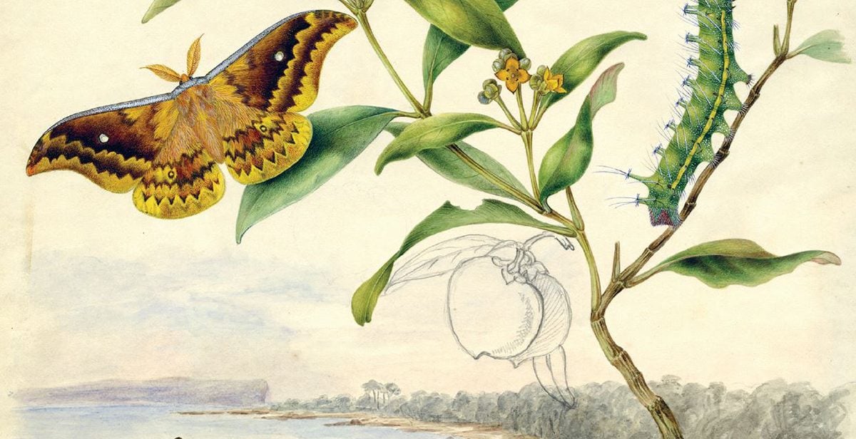 Image: Harriet Scott, Emperor Moth, Syntherata janetta (detail), watercolour, 620 x 540 mm, © Australian Musuem