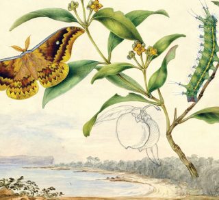 Image Harriet Scott Emperor Moth Syntherata janetta detail watercolour 620 x 540 mm Australian Musuem related image