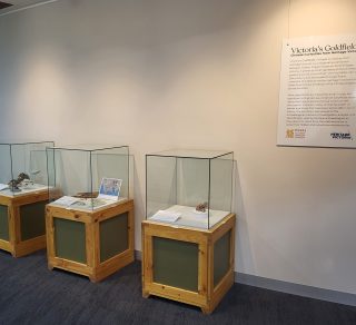 Installation view of Victoria s Goldfields Chinese Curiosities from Heritage Victoria related image