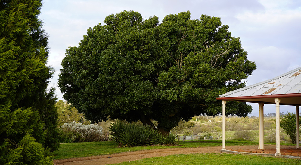 Cooma Cottage