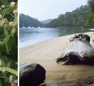 Indigenous Heritage Presentation amp Guided Bush Tucker Walk related image