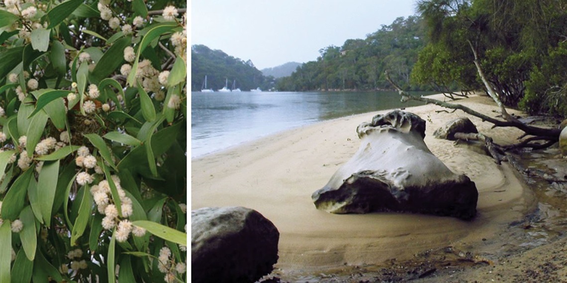 Indigenous Heritage Presentation & Guided Bush Tucker Walk