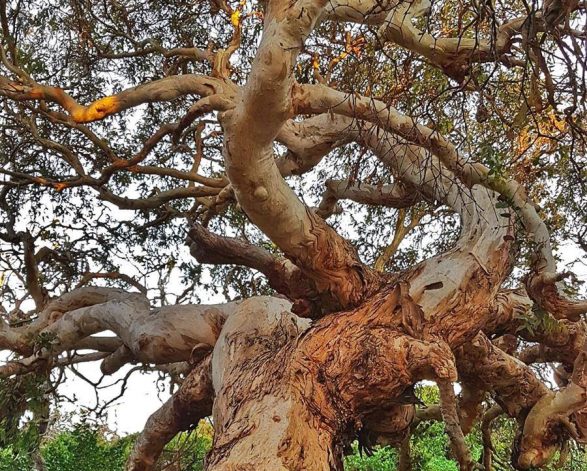 NTSA Heritage Living Autumn 2021 