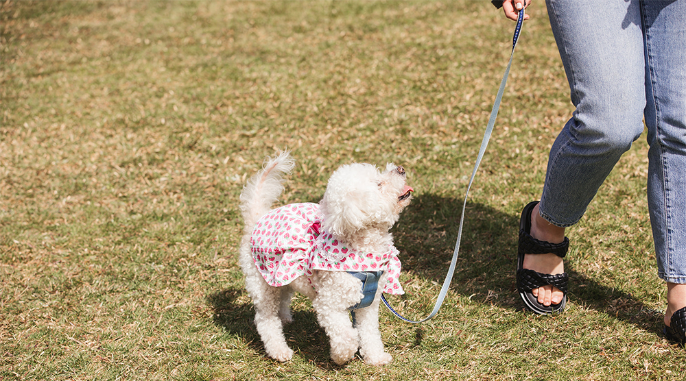 Dogs Are Welcome At Saumarez Homestead