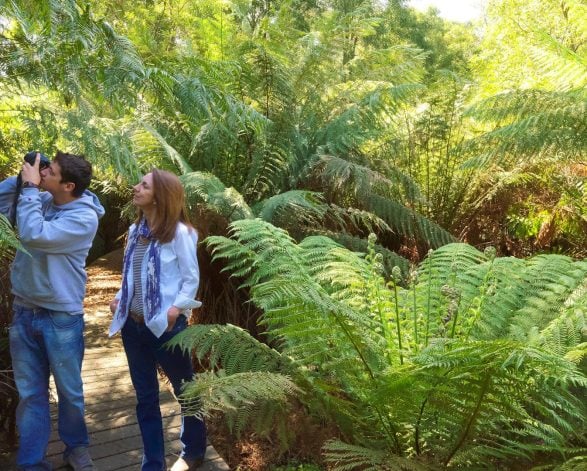 Endeavour Fern Gully