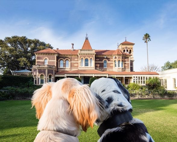 Fathers and Dogs Day Out