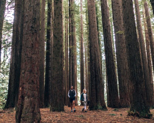 The Redwoods