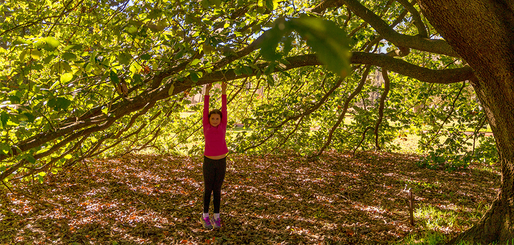 Retford Park Trees
